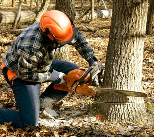 Tree Removal in Nordman, ID